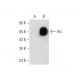Arc Antibody (H-6) - Western Blotting - Image 144671 