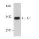 Arc Antibody (H-6) - Western Blotting - Image 360834