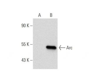 Arc Antibody (40) - Western Blotting - Image 144604 