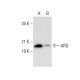 ARD Antibody (A-8) - Western Blotting - Image 308065 