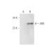 ARD Antibody (A-8) - Western Blotting - Image 309481