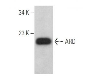 ARD Antibody (A-8) - Western Blotting - Image 369028 
