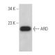 ARD Antibody (A-8) - Western Blotting - Image 369028 