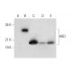 ARD Antibody (C-10) - Western Blotting - Image 303788