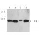 ARD Antibody (C-10) - Western Blotting - Image 369027 