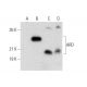 ARD Antibody (H-3) - Western Blotting - Image 303789