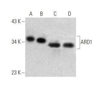 ARD1 Antibody (A-10) - Western Blotting - Image 358589 
