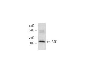 western blotting image from recommended ARF1 (ARFS 3F1) monoclonal antibody replacement. Image 12794