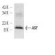 western blotting image from recommended ARF1 (ARFS 3F1) monoclonal antibody replacement. Image 12794