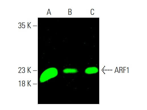 Arf Lab ARF1 Antibody (ARFS 1A9/5) | SCBT - Santa Cruz Biotechnology