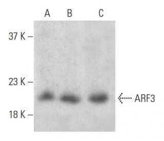 ARF3 Antibody (41) - Western Blotting - Image 399426 