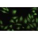 ARF5 Antibody (14-07) - Immunofluorescence - Image 35483