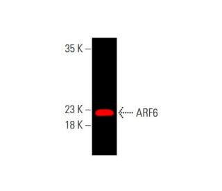 ARF6 Antibody 3A 1 SCBT Santa Cruz Biotechnology