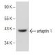 arfaptin 1 Antibody (F-3) - Western Blotting - Image 150172 