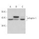 arfaptin 1 Antibody (F-3) - Western Blotting - Image 366709