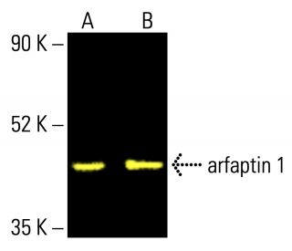 arfaptin 1 Antibody (F-3) - Western Blotting - Image 412951 