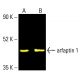 arfaptin 1 Antibody (F-3) - Western Blotting - Image 412951 