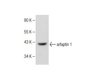 arfaptin 1 Antibody (F-3) - Western Blotting - Image 150172