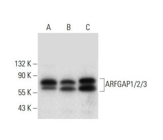 ARFGAP1/2/3 Antibody (F-3) - Western Blotting - Image 305731 