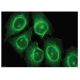 ARFGAP1/3 Antibody (G-11) - Immunofluorescence - Image 149397 
