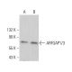 ARFGAP1/3 Antibody (G-11) - Western Blotting - Image 379926