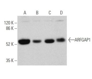 ARFGAP1 Antibody (C-4) - Western Blotting - Image 362523 
