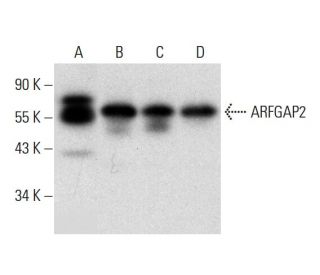 ARFGAP2 Antibody (C-5) - Western Blotting - Image 305754 