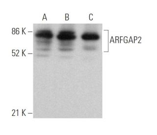 ARFGAP2 Antibody (F-11) - Western Blotting - Image 372111 