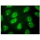 ARFRP1 Antibody (A-8) - Immunofluorescence - Image 323492 