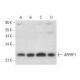 ARFRP1 Antibody (A-8) - Western Blotting - Image 305798