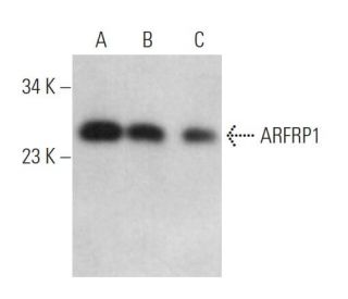 ARFRP1 Antibody (A-8) - Western Blotting - Image 372001 