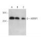 ARFRP1 Antibody (A-8) - Western Blotting - Image 372001 