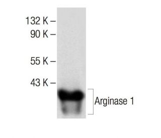 ARG1/Arginase 1 Antibody (A-2) - Western Blotting - Image 285805
