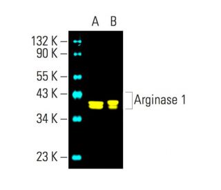 ARG1/Arginase 1 Antibody (E-2) - Western Blotting - Image 394688