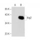 Arg2 Antibody (C-3) - Western Blotting - Image 150435
