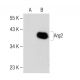 Arginase 2/ARG2 Antibody (C-3) - Western Blotting - Image 150435 