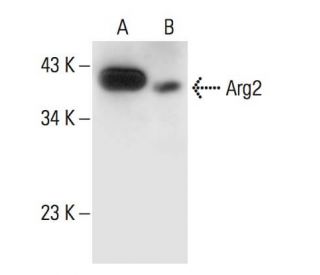 Arg2 Antibody (C-3) - Western Blotting - Image 294431 