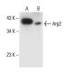 Arg2 Antibody (C-3) - Western Blotting - Image 294431 