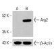 Arginase 2/ARG2 Antibody (C-3) - Western Blotting - Image 414574 