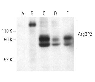 ArgBP2 Antibody (B-11) - Western Blotting - Image 402243 