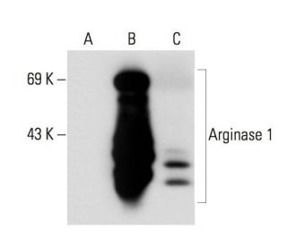 ARG1/Arginase 1 Antibody (8C9) - Western Blotting - Image 62006 
