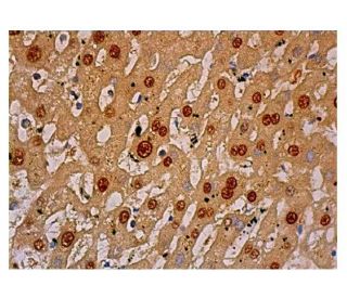 ARG1/Arginase 1 Antibody (C-2) | SCBT - Santa Cruz Biotechnology