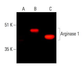 Anti-liver Arginase 1/ARG1 Antibody (C-2) | SCBT - Santa Cruz Biotechnology