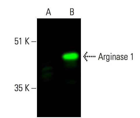 Anti-liver Arginase 1/ARG1 Antibody (C-2) | SCBT - Santa Cruz Biotechnology