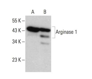 ARG1/Arginase 1 Antibody (C-2) - Western Blotting - Image 379248 