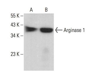 A.[プロフ*確認推薦*] ARG1/Arginase 1 Antibody (E-2) | SCBT - Santa Cruz Biotechnology