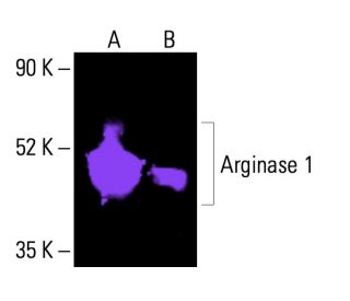 ARG1/Arginase 1 Antibody (E-2) | SCBT - Santa Cruz Biotechnology