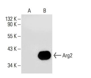 Arginase 2/ARG2 Antibody (C-8) - Western Blotting - Image 133355