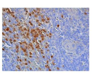 immunohistochemistry image from recommended ARG1/Arginase 1 (C-2) monoclonal antibody replacement. Image 348778