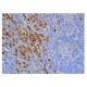 immunohistochemistry image from recommended ARG1/Arginase 1 (C-2) monoclonal antibody replacement. Image 348778